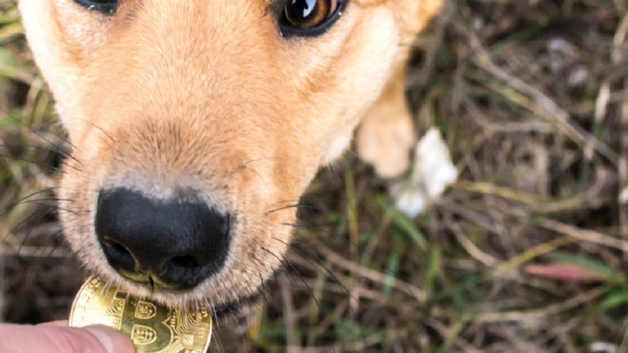 Король шантажа: мошенник потребовал $600 000 в биткоинах за потерявшуюся собаку