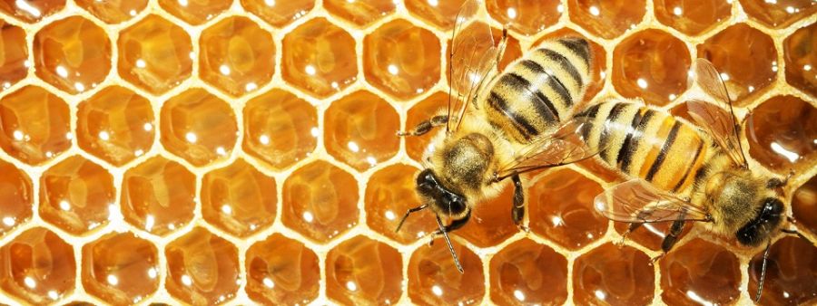 Пчелы против меда