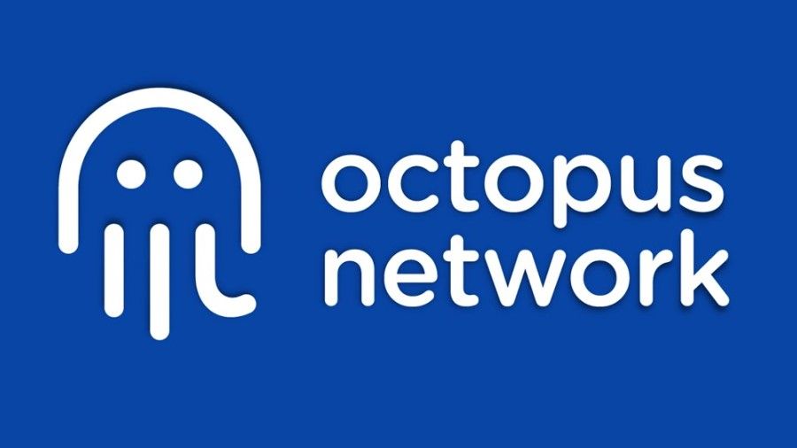  octopus  network     