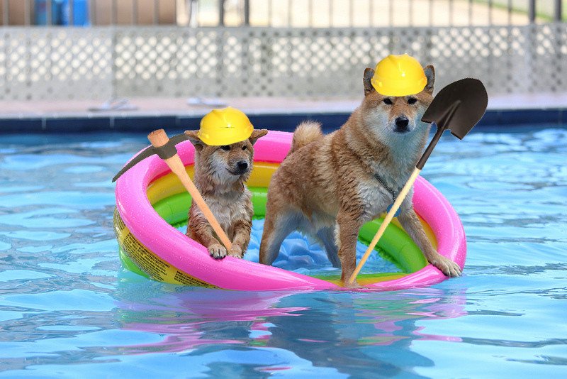 LTC&DOGE