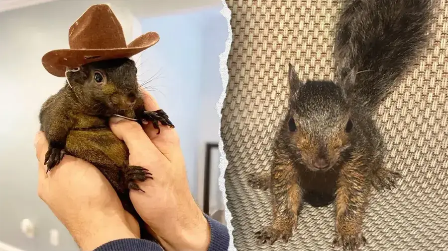 Протестный мемкоин: обзор проекта Peanut the Squirrel Протестный мемкоин: обзор проекта Peanut the Squirrel
