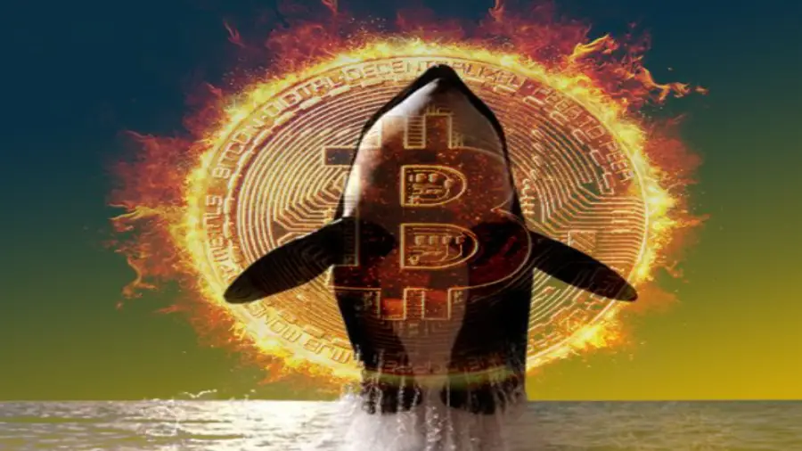 CryptoQuant: Доля новых «китов» биткоина увеличилась до 60% CryptoQuant: Доля новых «китов» биткоина увеличилась до 60%