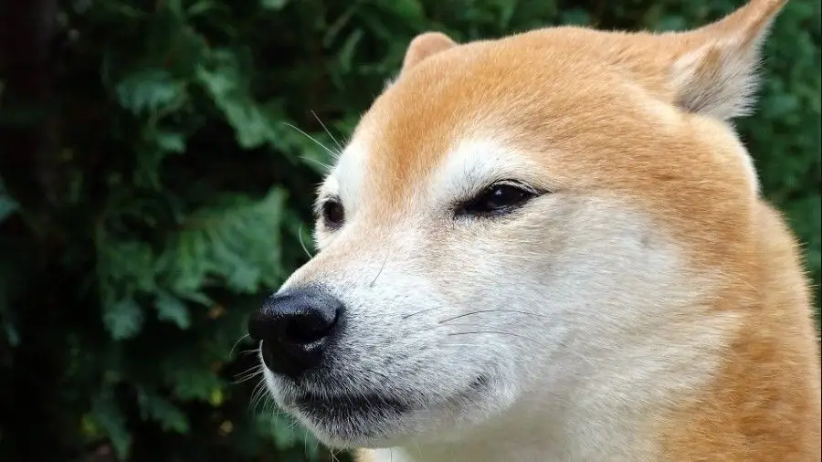 Разработчики SHIB запустят бета-версию сети Shibarium Разработчики SHIB запустят бета-версию сети Shibarium