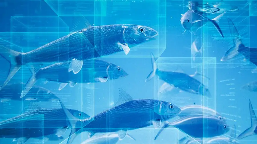 UnionBank и WWF разработают систему на блокчейне Streamr для отслеживания морепродуктов