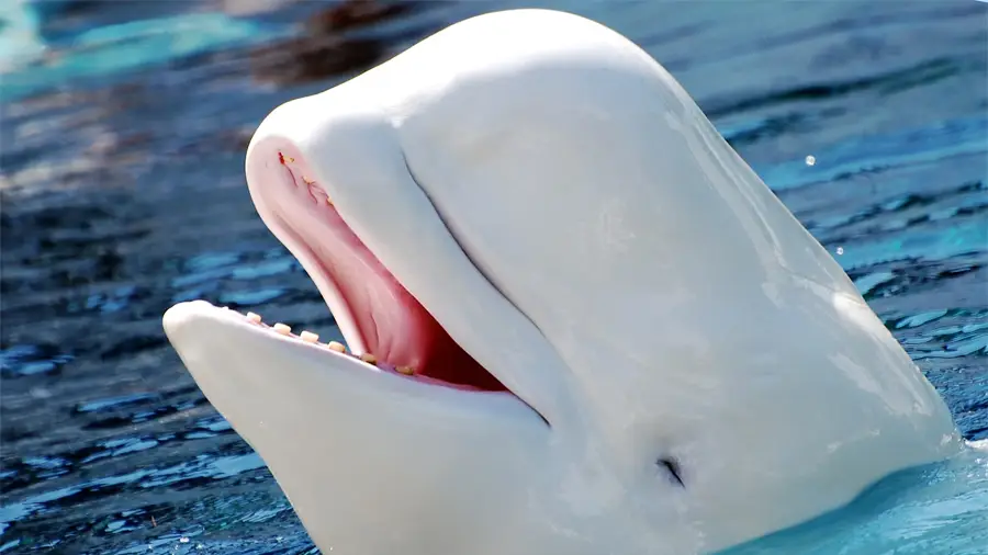 Мемкоин WhiteWhale потерял 60% стоимости за пять минут