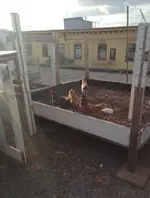chickens on roof.jpg