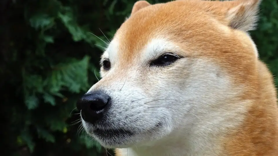Разработчики Shiba Inu анонсировали запуск стейблкоина