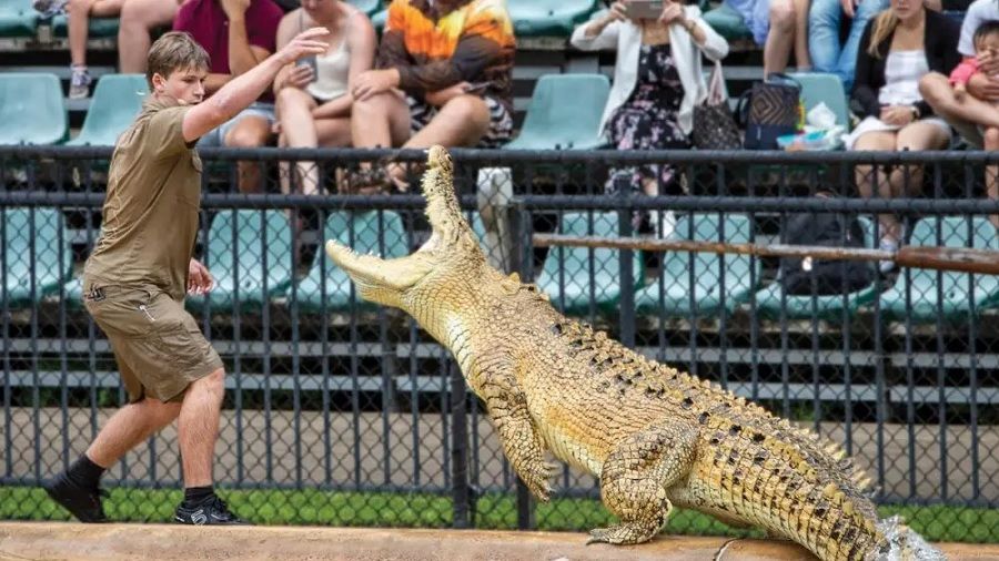 Австралийский зоопарк запустит коллекцию NFT