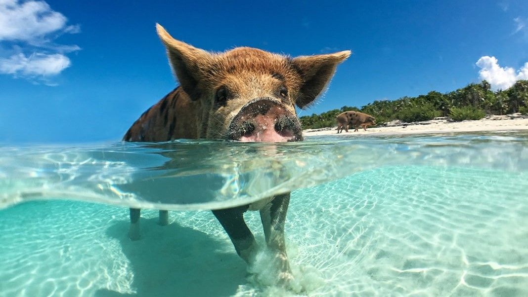 Newsinlevels com. Большой Эксума. Морской кабан. Багамские острова животные. Поросенок на пляже.
