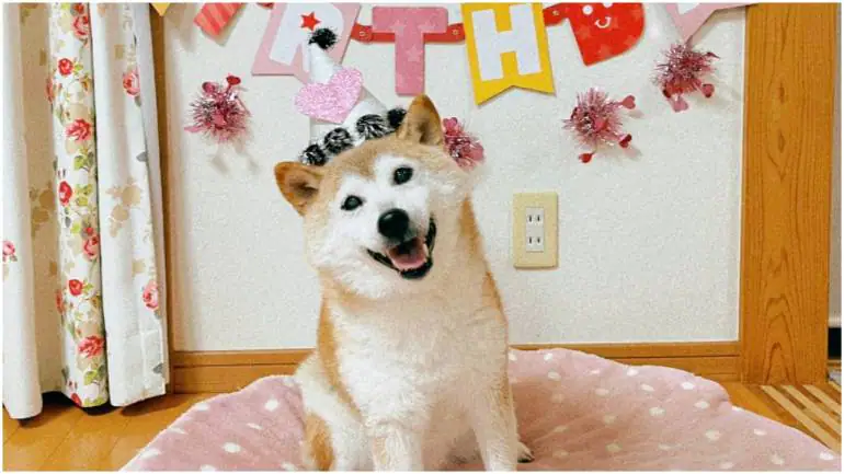 В Японии умерла Кабосу — собака-символ мемтокена Dogecoin