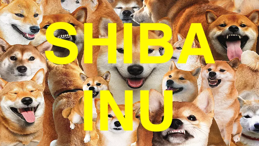 Google Trends Shiba Inu